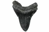 Fossil Megalodon Tooth - South Carolina #299446-1